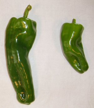 Comparison of Grandpa's Pepper and a Melrose Pepper.